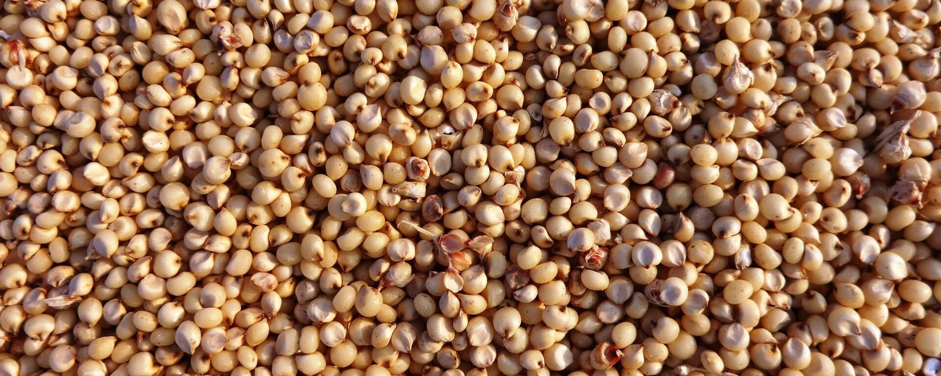 sorgo - Sputnik Mundo, 1920, 28.04.2022