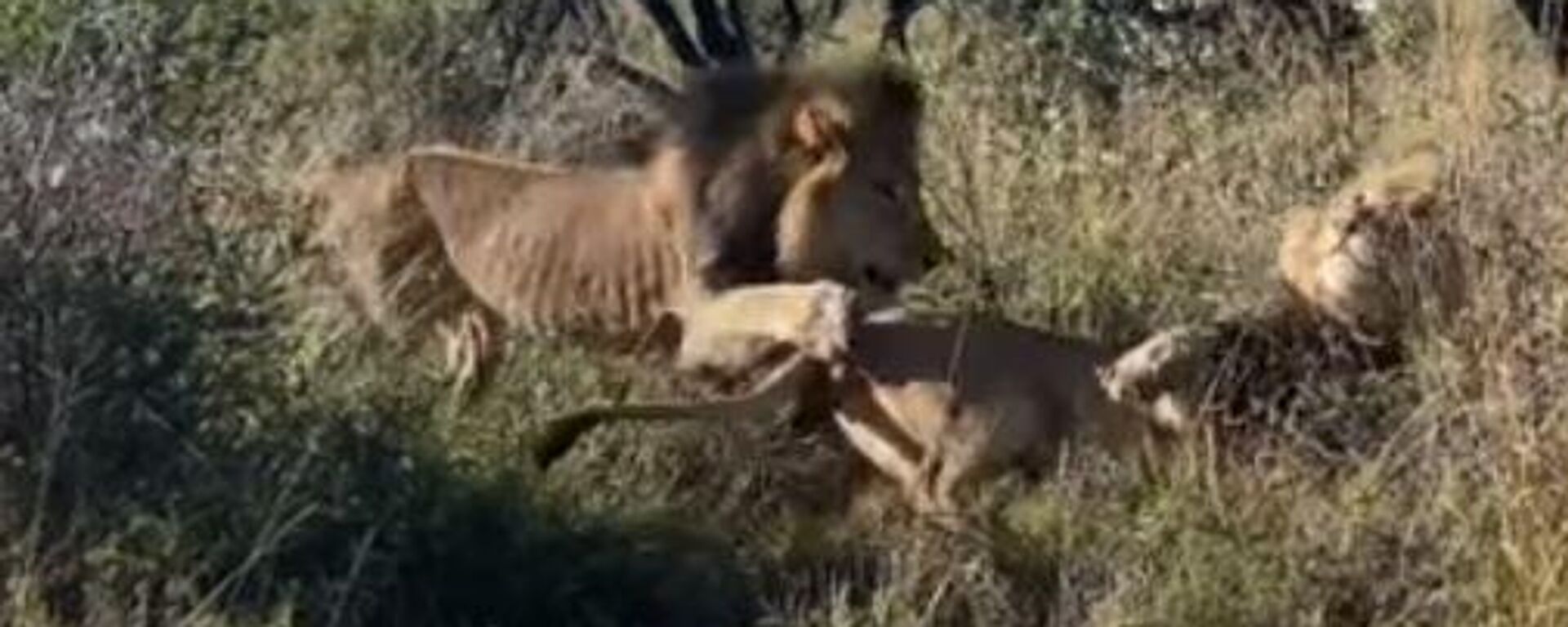 A nadie le gusta que lo despierten de la siesta y este león lo deja bien claro - Sputnik Mundo, 1920, 30.04.2022