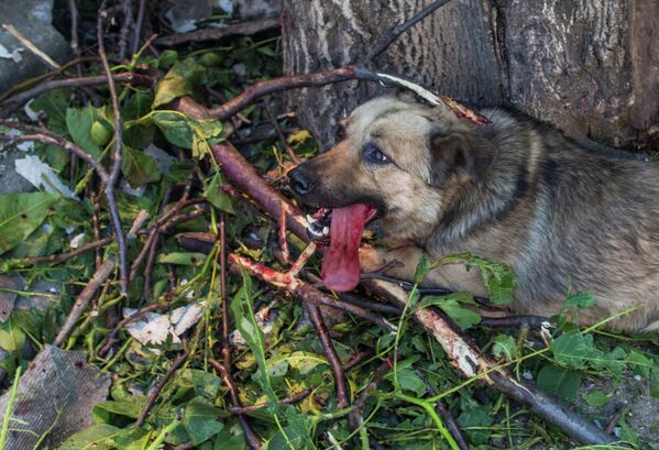 Cuando se volvió peligroso vivir en Donbás, los civiles huyeron de sus hogares por miles. No siempre consiguieron llevarse a sus mascotas. A menudo, los animales también se quedaron sin hogar porque sus dueños murieron. Así, cientos y miles de perros, gatos e incluso caballos hambrientos, heridos y no deseados acabaron en las calles de ciudades y pueblos. Sin embargo, hay personas que rescatan animales, los llevan al hospital, los alimentan, los acogen e incluso les hacen cirugías.En la foto: un perro herido en un patio de Cherevkovka, en la región de Donetsk, tras un intenso bombardeo de artillería por parte de las Fuerzas Armadas ucranianas, junio de 2014. - Sputnik Mundo