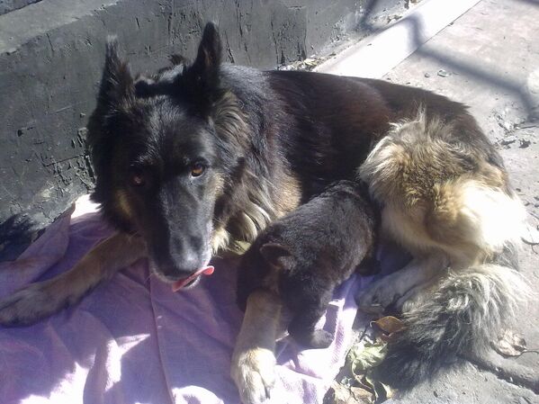 &quot;Una mañana de otoño, cuando el bombardeo había disminuido y era posible salir de la casa, oí llantos en el patio vecino. Como si fuera un niño pequeño, en voz baja y con pena&quot;, recuerda Galina. Resultó que el &#x27;llorón&#x27; era un viejo perro pastor, al que el vecino nunca soltaba de su cadena. Todavía no sé cómo sobrevivió. Había un manzano que crecía junto a la perrera, y el perro comió manzanas durante mucho tiempo. Mi madre y yo le quitamos la cadena al perro, lo trajimos a nuestro patio, lo lavamos y alimentamos, y le pusimos el nombre de Lapushka (querida).Lapushka tenía más de quince años. Al día siguiente les esperaba una sorpresa: dio a luz a un cachorro, al que llamaron Bulka (panecillo). Los milicianos locales, que patrullaban la línea de ferrocarril, ayudaron a alimentar al cachorro.Foto: Lapushka y su cachorro Bulka. Foto del archivo personal de Galina Kondrashova. - Sputnik Mundo