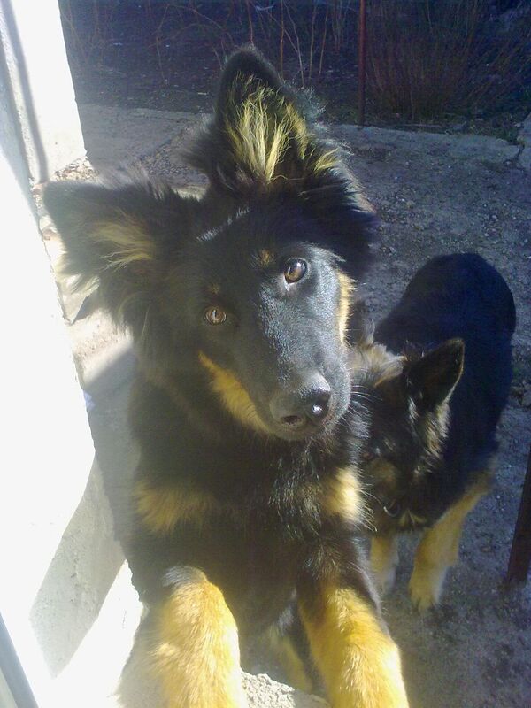 &quot;Fue muy difícil alimentar y repeler los parásitos de nueve gatos, dos perros propios, dos perros de los vecinos y a Lapushka y su cachorro. Fue gracias a los militares que patrullaban el territorio de la estación de tren y, cuando se enteraron de que nos habíamos quedado por los animales, nos trajeron latas de guiso y grañones&quot;, recuerda Galina.Esta historia, por desgracia, no tuvo un final feliz. Durante uno de los bombardeos, un proyectil explotó cerca de la casa. La explosión le rompió a Bulka las costillas y una pata, y al día siguiente murió en brazos de Galina. Lapushka vivió otros tres años. Se quedó ciega y con el pelo gris pasaba horas delante de la perrera donde dormía Bulka. Le gustaron las manzanas hasta el último día.Foto: Bulka fallecido. Foto del archivo personal de Galina Kondrashova. - Sputnik Mundo