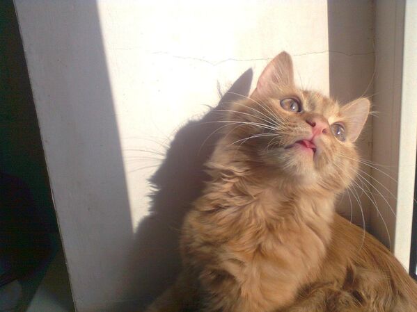 Según los habitantes de Donetsk, los animales sienten que se acercan los bombardeos, comienzan a comportarse de forma inusual y así suelen salvar la vida de sus dueños. Así era el gato Percival (Melocotones), que pertenecía a la abuela de Galina.Cuando un proyectil impactó en la casa vecina, la familia de Galina decidió evacuar a su abuela, pero Percival se asustó y se metió debajo de la bañera, donde no se podía llegar. Al final, le dejaron un enorme cuenco de comida y un cubo de agua, y su abuela se puso a salvo sola.Foto: el gato Percival. Foto del archivo personal de Galina Kondrashova. - Sputnik Mundo