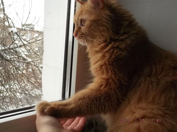 Galina y su madre volvieron al cabo de dos días. Esta vez, el gato se dejó llevar sin rechistar en la mochila y guardó silencio durante todo el trayecto hasta Donetsk. Después de unos días, Galina se dio cuenta de que Percival sabía perfectamente cuándo empezaban los bombardeos y si los proyectiles volaban o no hacia la casa. Si el gato se escondía en la parte trasera de la casa, significaba que todos tenían que esconderse. Así, un día de invierno, el gato estaba sentado en el alféizar de la ventana y, de repente, con un maullido, se precipitó al dormitorio. Galina y su familia huyeron por las ventanas y también se escondieron en la habitación más alejada.Foto: el gato Percival. Foto del archivo personal de Galina Kondrashova. - Sputnik Mundo