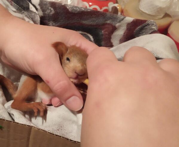 En 2014, las cosas cambiaron: casi todas las clínicas veterinarias cerraron y los médicos se fueron. En 2016, cuando la intensidad de los bombardeos disminuyó, Galina conoció a su futuro marido, también voluntario, y crearon un grupo de ayuda a los animales, Mascotas del DNR, que recopilaba información sobre clínicas veterinarias, ponía anuncios para la adopción de animales callejeros y empezó a construir pajareras para la rehabilitación de ardillas y aves silvestres.En la foto: la ardilla Ponchik, rescatada por voluntarios de Donetsk. Foto del archivo personal de Galina Kondrashova. - Sputnik Mundo