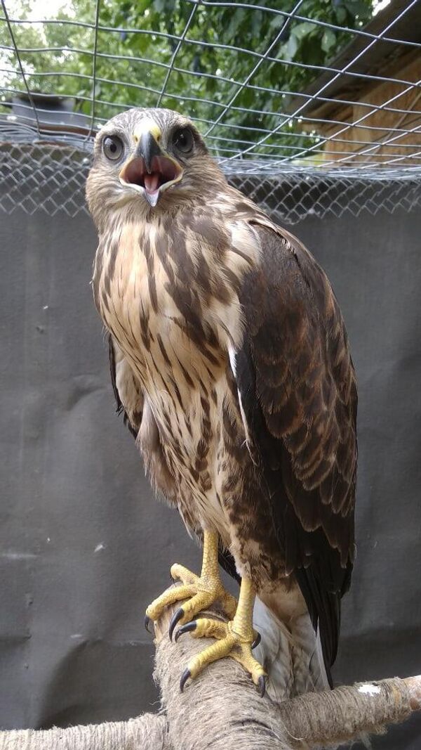 En su grupo de ayuda a las aves silvestres en el LNR y el DNR, los voluntarios recogieron información sobre los animales silvestres, cómo alimentarlos, tratarlos y liberarlos. Consiguieron establecer contactos con centros de rehabilitación en Rusia y con el Ministerio de Ecología ruso. A lo largo de los años, los voluntarios han tratado y liberado decenas de halcones, búhos, murciélagos, arrendajos, gorriones, herrerillos y muchos otros animales salvajes. A pesar de la escalada del conflicto, no van a abandonar Donetsk.Foto: un halcón rescatado por voluntarios de animales. Foto del archivo personal de Galina Kondrashova. - Sputnik Mundo