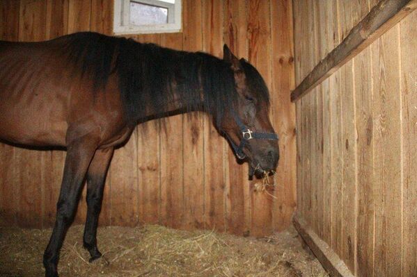 Yulia Svetlichnaya, presidenta del Club Ecuestre Jaguar de Donetsk, se quedó sola con catorce caballos en 2014, prácticamente en la miseria y bajo constantes bombardeos. La antigua dirección del club se llevó los caballos de élite a Ucrania, mientras que los que no tenían raza y los viejos fueron abandonados en el frente. Yulia vivió con ellos bajo los bombardeos, pasó hambre y escasez de medicamentos. La ayudaba un pequeño grupo de adolescentes que venían a diario a alimentar y pasear a los caballos, así como a hacer la limpieza.Pronto los caballos fueron trasladados al club desde el vecino distrito de Starobeshevo: un proyectil alcanzó el establo de allí, varios caballos murieron y algunos supervivientes se quedaron ciegos.En la foto: un caballo agotado traído al Club de Caballos Jaguar desde el distrito de Starobeshevo por el jefe del DNR, Alexandr Zajárchenko. Foto del archivo personal de Yulia Svetlichna. - Sputnik Mundo