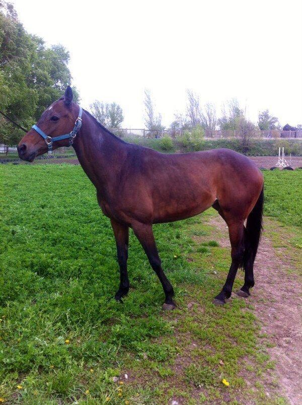 En 2015-2016, los caballos que solían golpear las paredes durante los bombardeos se habían adaptado más o menos al nuevo entorno. Sin embargo, una vez un proyectil cayó en una mina cercana, dañando el suministro de agua, y el establo se quedó sin agua durante un largo día.La escasez de forraje era otro problema. Tuvieron que llenar los camiones Ural militares con fardos de heno en el campo bajo el fuego de los morteros. El marido de Julia solía emprender esos terroríficos viajes, y la propia Julia pasaba interminables horas de ansiosa anticipación.En la foto: un caballo traído del distrito de Starobeshevo y criado en el Club de Carreras de Caballos Jaguar de Donetsk. Foto del archivo personal de Yulia Svetlichna. - Sputnik Mundo