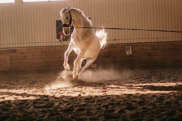 &quot;Hubo un tiempo en que los caballos estaban al borde de la inanición&quot;, recuerda Yulia. - Entonces hicimos un llamamiento a la gente en Internet para que llevara a los caballos al menos algo de comida. Después vino una anciana de más de 90 años. En sus manos había una pequeña bolsa de avena, tres puñados como mucho. Trajo todo lo que tenía, lo entregó y se fue. El bombardeo tenía lugar, los proyectiles volaban, y esta abuelita, encorvada, con un bastón, caminaba lentamente por la calle... Yo la miraba y lloraba&quot;.El Jaguar Club llevaba ocho años rescatando caballos. La yegua Sansara, en la foto, que fue robada del matadero, estaba embarazada y pronto dio a luz a un potro.En la foto: la yegua rescatada Sansara. Foto del archivo personal de Julia Svetlichnaya. - Sputnik Mundo