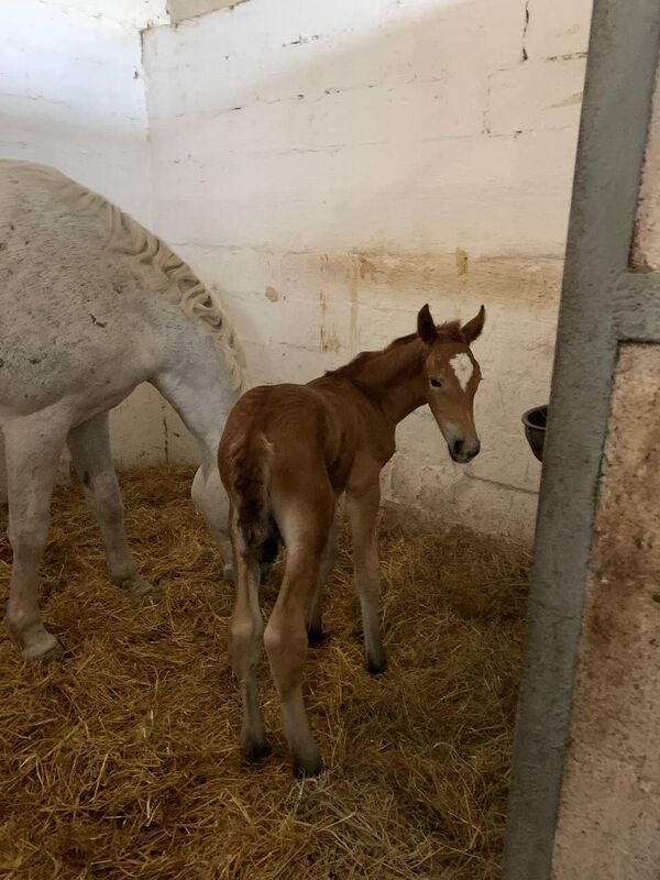 Sakura que nació el 22 de abril de 2022 en el Club Jaguar con su madre Sansara. Foto del archivo personal de Julia Svetlichnaya. - Sputnik Mundo
