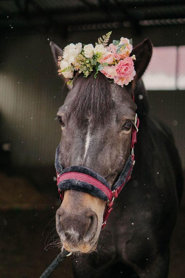 Ahora los establos vuelven a tener dificultades debido al empeoramiento de la situación en Donbás. A pesar de la ayuda de los responsables del DNR, los problemas siguen siendo los mismos: falta de medicinas, de pienso y sobre todo de agua.&quot;Jaguar ha estado trabajando todos estos años para ofrecer hipoterapia a los niños discapacitados y a los niños de las zonas de primera línea. Sigue siendo muy difícil para Yulia, pero no puede renunciar a los caballos ni a los niños; al fin y al cabo, ambos la necesitan.En la foto: un caballo del Club Ecuestre Jaguar de Donetsk. Foto del archivo personal de Yuliya Svetlichnaya. - Sputnik Mundo