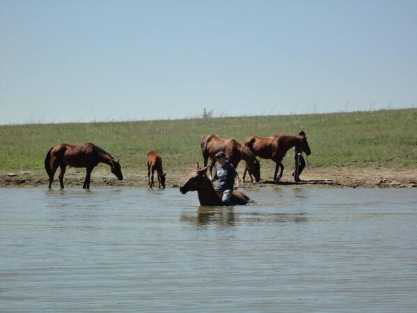 El rebaño fue sacado de Archada dos semanas después del inicio de los combates por Ilovaisk, en la región de Donetsk, y conducido a pie. &quot;Eran caballos sin adiestrar, potros, sin entrenamiento y heridos&quot;, recuerda Anzhelika Liubchak. Los condujimos durante el toque de queda, porque era peligroso llevarlos con los coches, y no había carros de caballos&quot;.En la foto: caballos y potros, salvados de Archada. Foto del archivo personal de Anzhelika Liubchak. - Sputnik Mundo