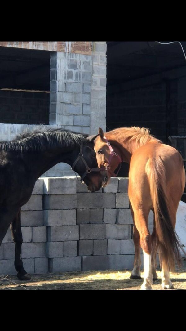 Así es como la gente salvó a los animales y los animales salvaron a la gente en la guerra de Donbás. Las actitudes hacia los débiles y dependientes determinan en gran medida tanto a cada individuo como a la sociedad en su conjunto. Las personas que hemos descrito han superado con éxito la prueba de la compasión.En la foto: caballos del Club Ecuestre del Gran Premio. Foto del archivo personal de Angelika Lyubchak. - Sputnik Mundo