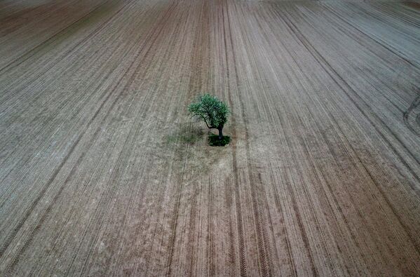 Un árbol en medio de un campo arado en las afueras de Fráncfort, Alemania. - Sputnik Mundo