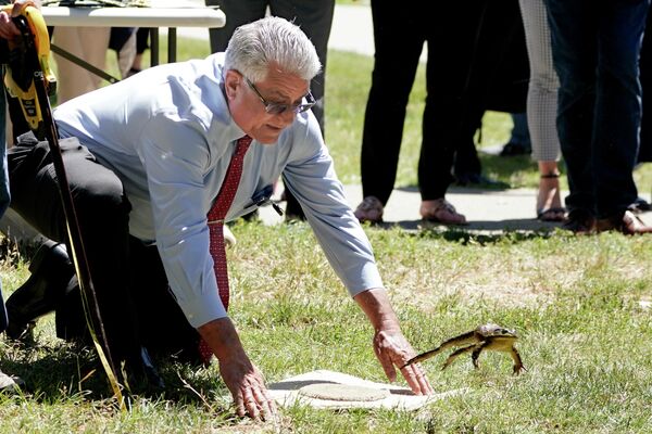 El asambleísta republicano Thurston Smith con su rana Jumper durante el concurso Capitol Frog Jump en Sacramento, California. - Sputnik Mundo