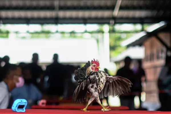 La localidad de Kampung Jenjarom, situada en el estado de Selangor en el oeste de Malasia, celebró un inusual concurso de belleza. Los participantes eran miembros de una raza local de pollos en miniatura, denominada serama. La localidad de Kampung Jenjarom, situada en el estado de Selangor en el oeste de Malasia, celebró un inusual concurso de belleza. Los participantes eran miembros de una raza local de pollos en miniatura, denominada serama. - Sputnik Mundo