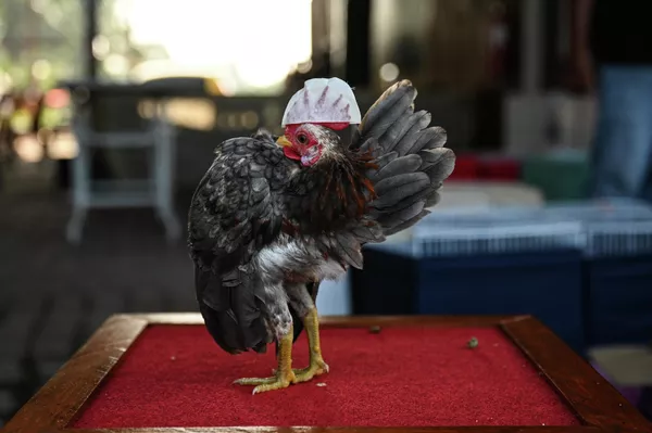 La serama malaya es una gallina poco común. Aparte de su pequeño tamaño, tomando en cuenta que una gallina adulta no suele ser más grande que una paloma, se distingue entre sus congéneres por su postura orgullosa: su pecho sobresale considerablemente hacia delante, de tal modo que su cuerpo se coloca casi en vertical. La serama malaya es una gallina poco común. Aparte de su pequeño tamaño, tomando en cuenta que una gallina adulta no suele ser más grande que una paloma, se distingue entre sus congéneres por su postura orgullosa: su pecho sobresale considerablemente hacia delante, de tal modo que su cuerpo se coloca casi en vertical. - Sputnik Mundo