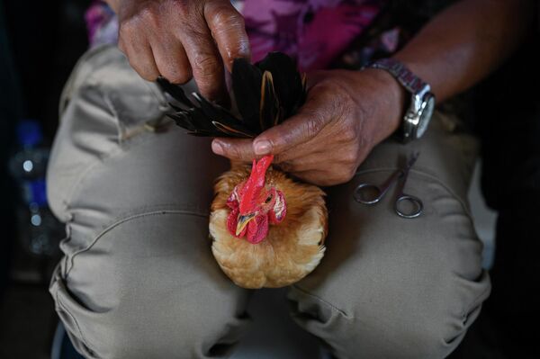 La raza serama es exclusivamente decorativa y solo puede vivir en países de clima cálido. Un gallo adulto de esta raza pesa tan solo 650 gramos, mientras que las gallinas no pesan más de 300 gramos. Un huevo pesa unos 30 gramos. - Sputnik Mundo