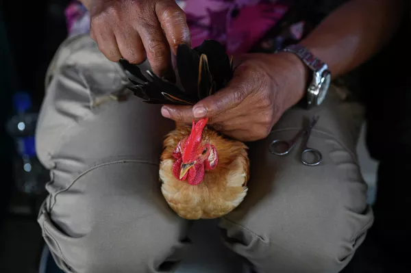 La raza serama es exclusivamente decorativa y solo puede vivir en países de clima cálido. Un gallo adulto de esta raza pesa tan solo 650 gramos, mientras que las gallinas no pesan más de 300 gramos. Un huevo pesa unos 30 gramos. La raza serama es exclusivamente decorativa y solo puede vivir en países de clima cálido. Un gallo adulto de esta raza pesa tan solo 650 gramos, mientras que las gallinas no pesan más de 300 gramos. Un huevo pesa unos 30 gramos. - Sputnik Mundo
