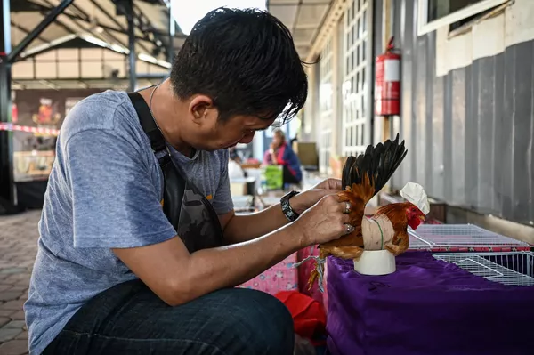 Esta especie fue criada en Malasia y su origen está en el cruce de dos razas, la gallina salvaje malaya y la gallina pigmea japonesa. Esta especie fue criada en Malasia y su origen está en el cruce de dos razas, la gallina salvaje malaya y la gallina pigmea japonesa. - Sputnik Mundo