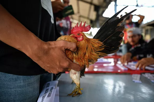 Más allá de ser un certamen de belleza, lo que este concurso evalúa es la pureza de la raza de estas gallinas. Para eso se colocan varios polluelos en el pecho del ave, y cuantos más polluelos pueda sostener, más pura es la raza de la gallina. Una gallina serama suele sostener así entre 3 y 4 polluelos. Más allá de ser un certamen de belleza, lo que este concurso evalúa es la pureza de la raza de estas gallinas. Para eso se colocan varios polluelos en el pecho del ave, y cuantos más polluelos pueda sostener, más pura es la raza de la gallina. Una gallina serama suele sostener así entre 3 y 4 polluelos. - Sputnik Mundo