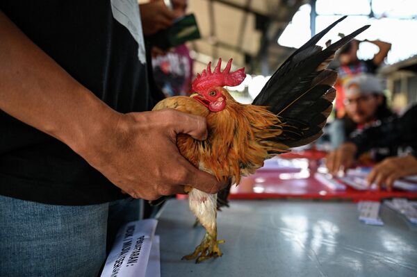 Más allá de ser un certamen de belleza, lo que este concurso evalúa es la pureza de la raza de estas gallinas. Para eso se colocan varios polluelos en el pecho del ave, y cuantos más polluelos pueda sostener, más pura es la raza de la gallina. Una gallina serama suele sostener así entre 3 y 4 polluelos. - Sputnik Mundo