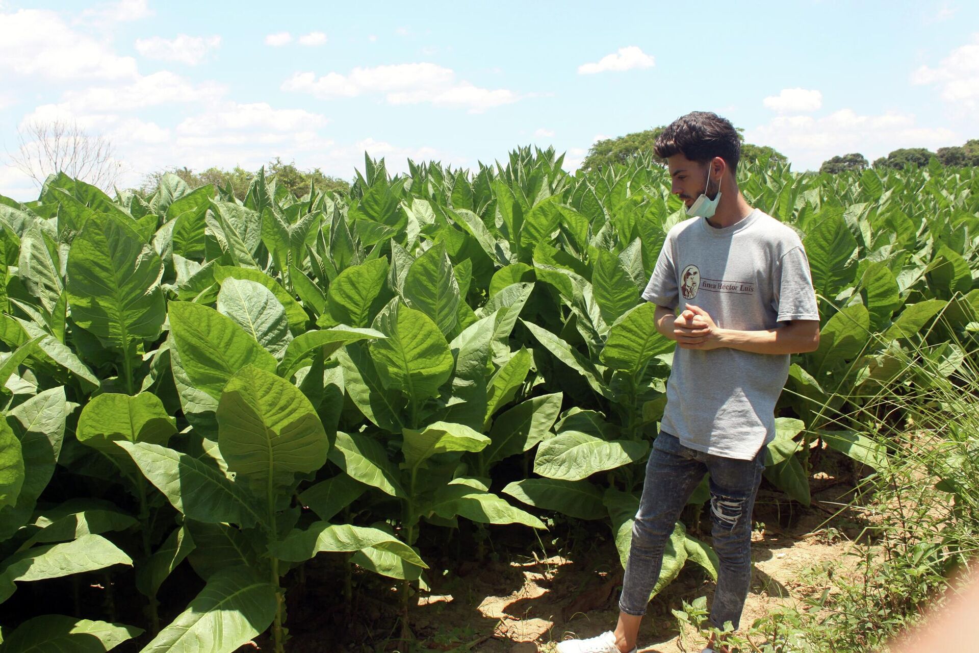 Alberto Ruiz, un joven torcedor de tabacos en la vega de Héctor Luis Prieto  - Sputnik Mundo, 1920, 17.05.2022