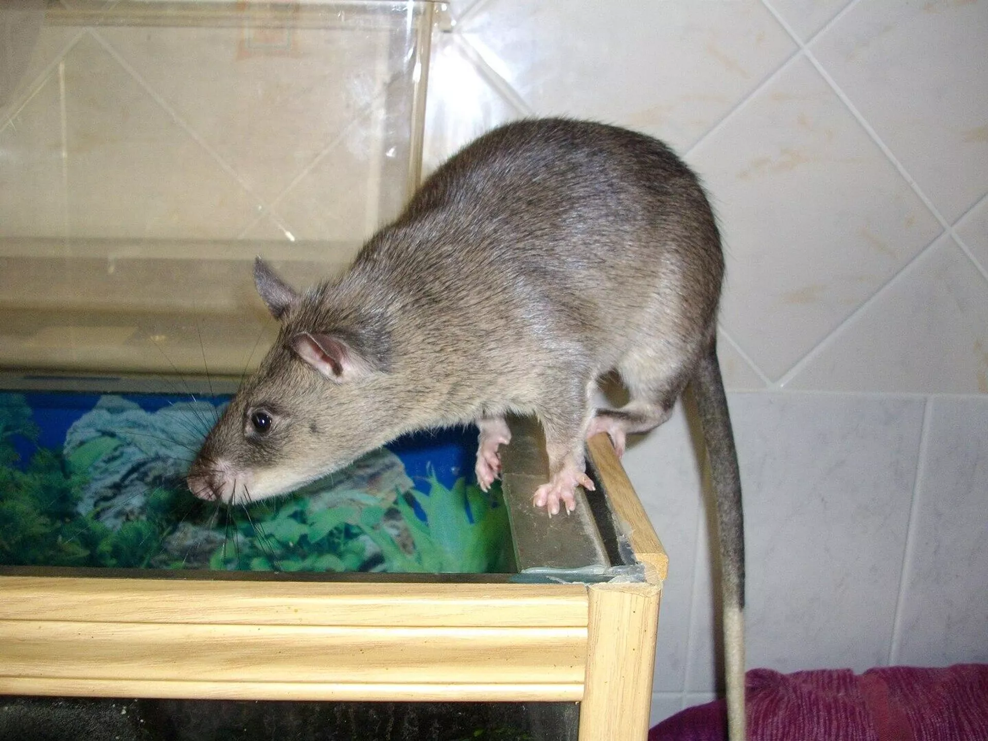 La rata de Gambia (Cricetomys gambianus) La rata de Gambia (Cricetomys gambianus) - Sputnik Mundo, 1920, 23.05.2022