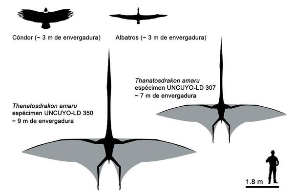 El tamaño de los especímenes hallados en Argentina - Sputnik Mundo