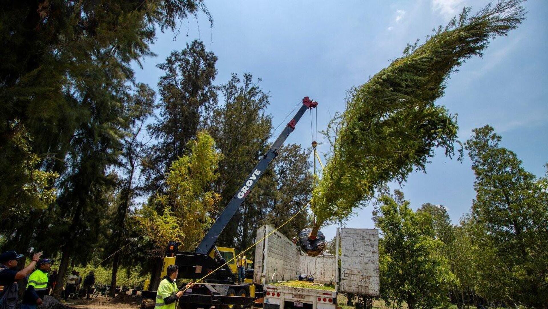 El nuevo ahuehuete que adornará una de las principales avenidas de la Ciudad de México El nuevo ahuehuete que adornará una de las principales avenidas de la Ciudad de México - Sputnik Mundo, 1920, 25.05.2022