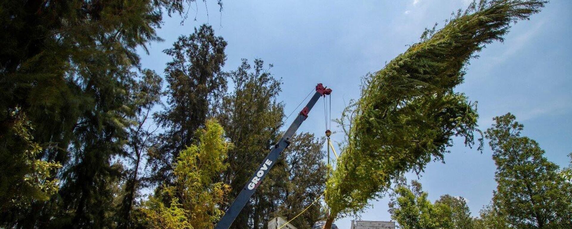 El nuevo ahuehuete que adornará una de las principales avenidas de la Ciudad de México El nuevo ahuehuete que adornará una de las principales avenidas de la Ciudad de México - Sputnik Mundo, 1920, 25.05.2022