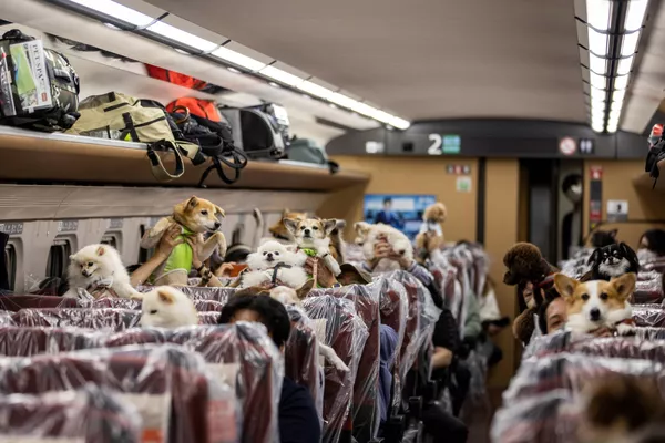 Japoneses junto a sus perros en el vagón de un tren especial para el transporte de mascotas que se dirige desde Tokio a la ciudad balneario de Karuizawa, Japón. Japoneses junto a sus perros en el vagón de un tren especial para el transporte de mascotas que se dirige desde Tokio a la ciudad balneario de Karuizawa, Japón. - Sputnik Mundo
