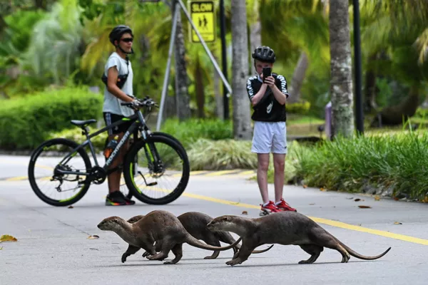 Una familia de nutrias cruza una carretera en el Parque Natural Gardens by the Bay, en Singapur. Una familia de nutrias cruza una carretera en el Parque Natural Gardens by the Bay, en Singapur. - Sputnik Mundo