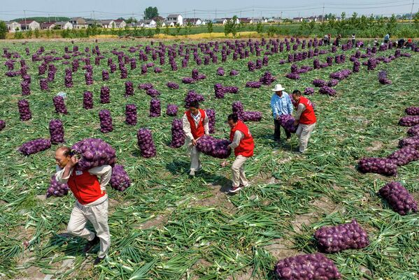 Cosecha de ajo en Taizhou, en la provincia china de Shandong. - Sputnik Mundo