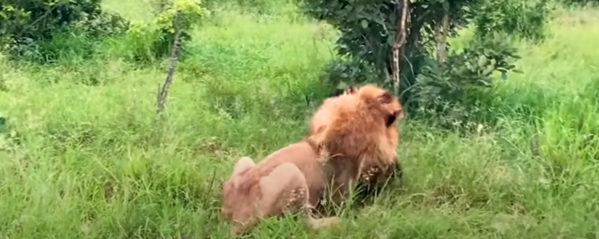 Luchar hasta el final: una hiena no se da por vencida frente a un león - Sputnik Mundo, 1920, 08.06.2022