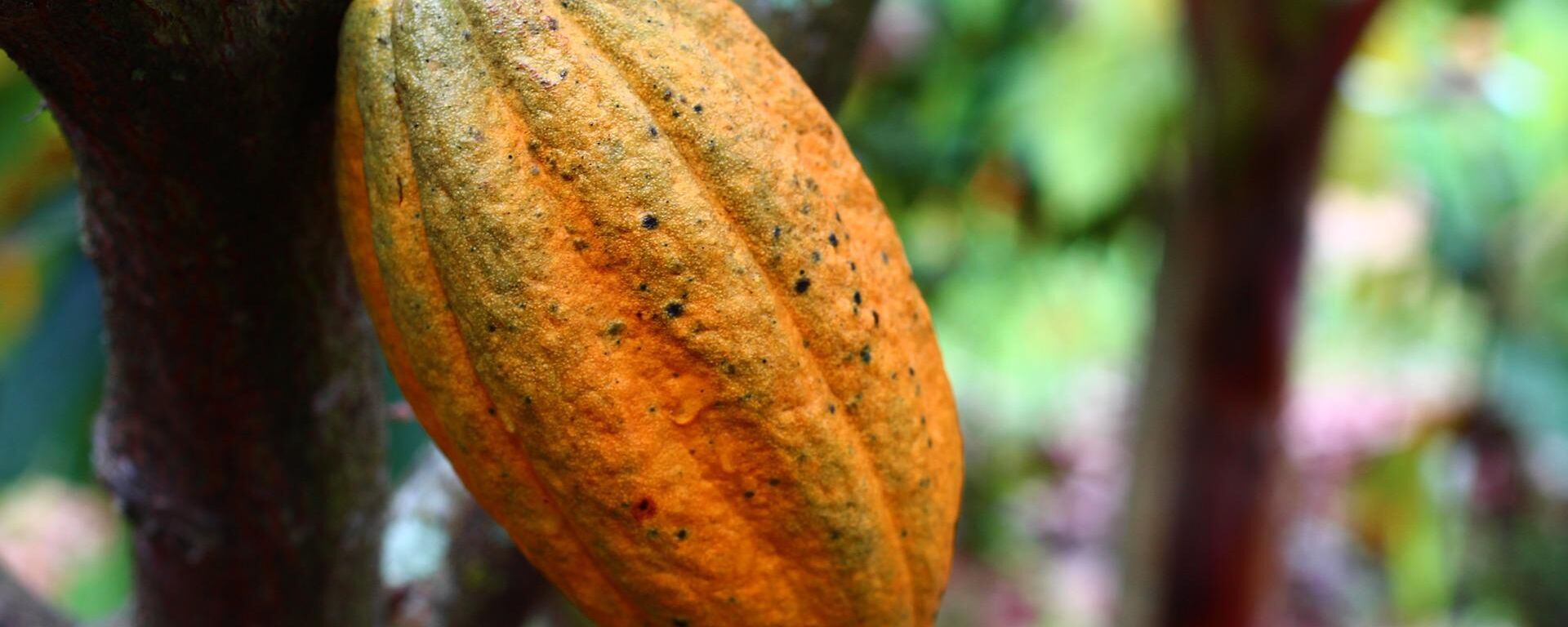 Árbol de cacao  - Sputnik Mundo, 1920, 08.06.2022