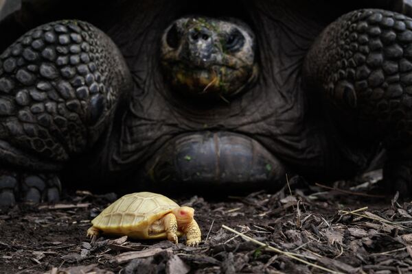 Una tortuga albina recién nacida junto a su madre en un zoológico de Suiza. - Sputnik Mundo