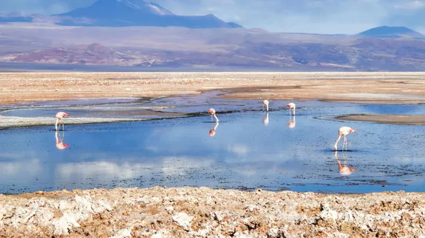 Flamengos en el salar de Atacama - Sputnik Mundo