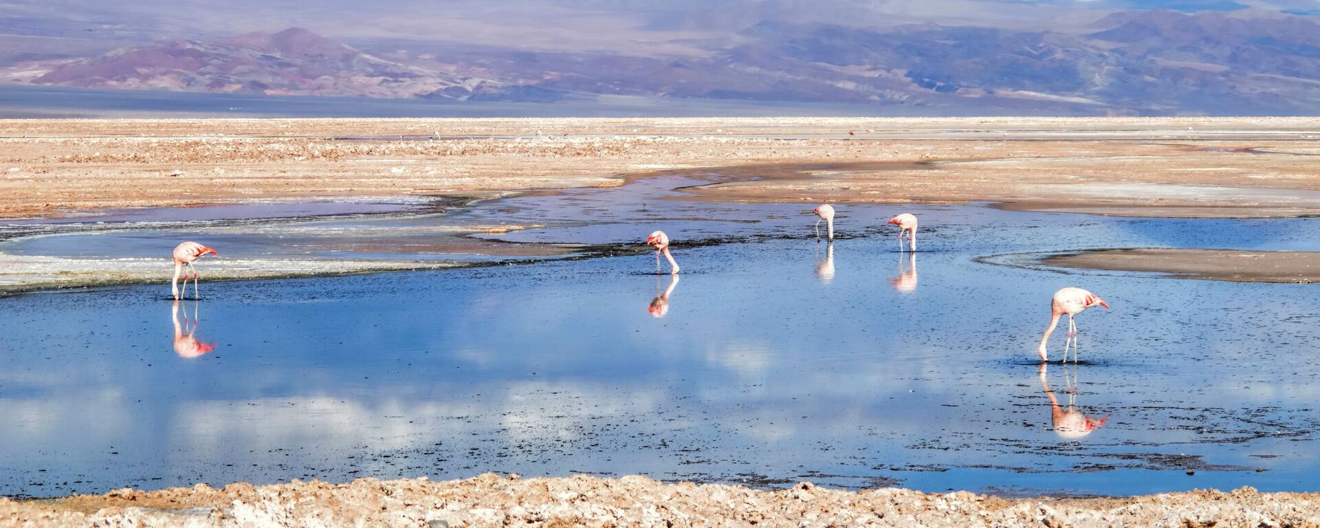 Flamengos en el salar de Atacama - Sputnik Mundo, 1920, 05.01.2023