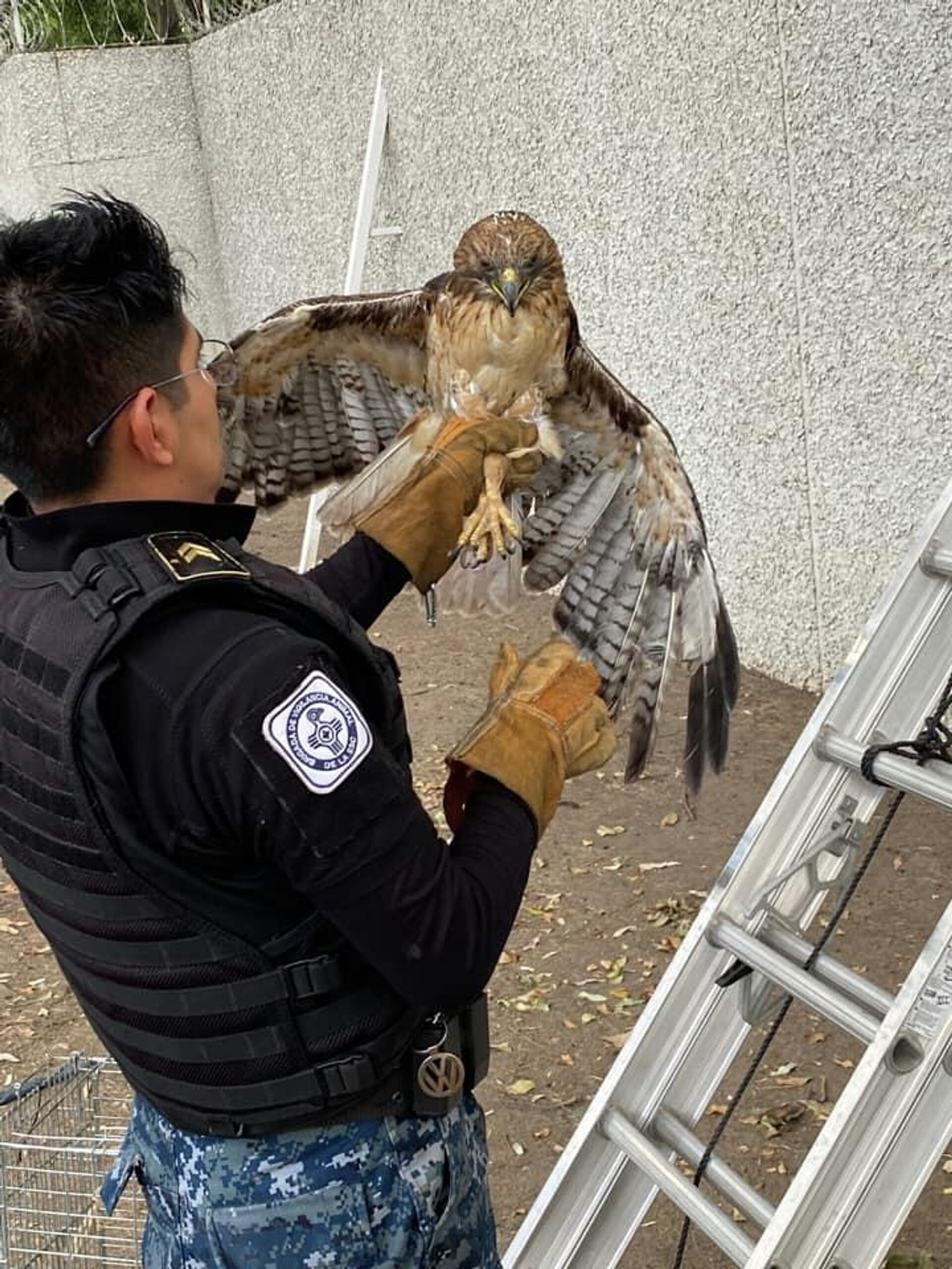 Un aguililla que quedó atrapada en las rejas de la Secretaría de Marina, al sur de la Ciudad de México.  - Sputnik Mundo, 1920, 19.06.2022