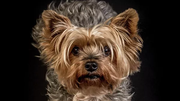 Yorkshire terrier - Sputnik Mundo