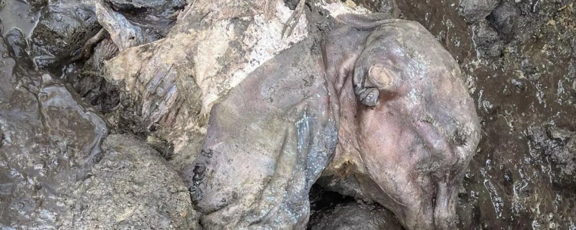 Momia de una mamut hembra bebé en Yukón, Canadá Momia de una mamut hembra bebé en Yukón, Canadá - Sputnik Mundo, 1920, 27.06.2022