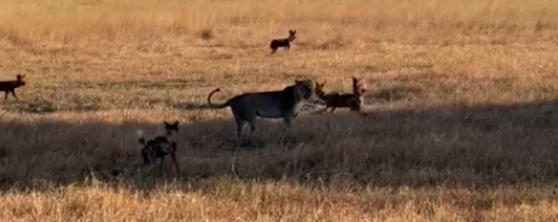 Una manada de perros salvajes africanos salva a uno de los suyos de las garras de una leona - Sputnik Mundo, 1920, 01.07.2022