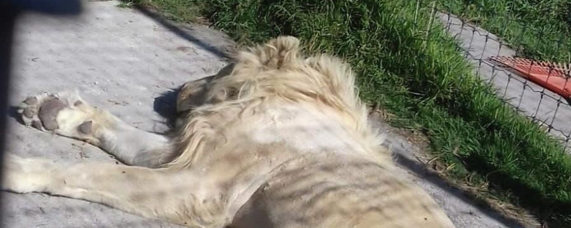 Un león tirado en un predio perteneciente a la fundación Black Jaguar-White Tiger, en México - Sputnik Mundo, 1920, 05.07.2022