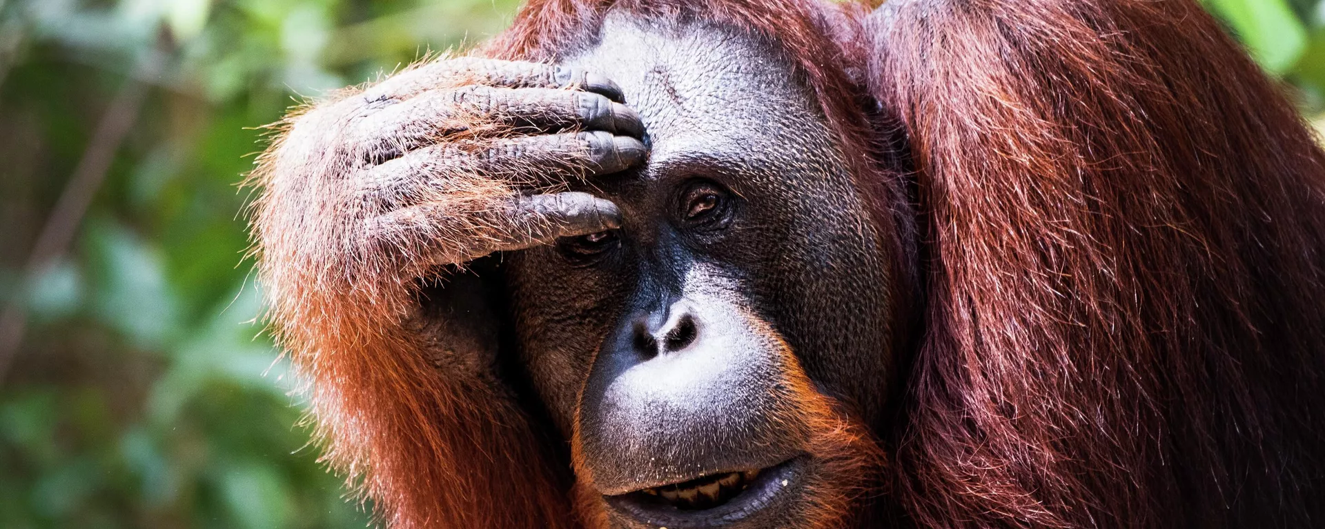Un orangután (imagen referencial) Un orangután (imagen referencial) - Sputnik Mundo, 1920, 09.07.2022