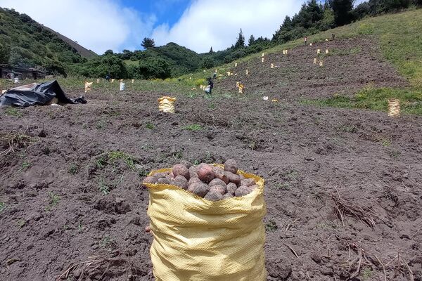 Hacienda San Antonio de Valencia, donde viven 150 familias campesinas de Ecuador - Sputnik Mundo