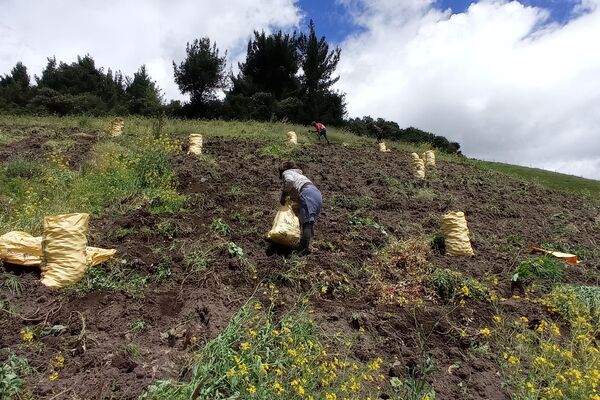 Hacienda San Antonio de Valencia, donde viven 150 familias campesinas de Ecuador - Sputnik Mundo