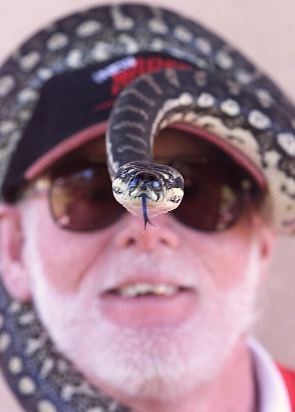 Un participante en la marcha benéfica anual Million Paws en Sídney, Australia, con su pitón alfombra en manos, en 1999. - Sputnik Mundo