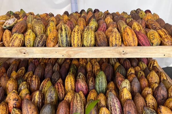 Cacao y chocolates en la Expoferia Cacao y Ron Miranda 2022 - Sputnik Mundo