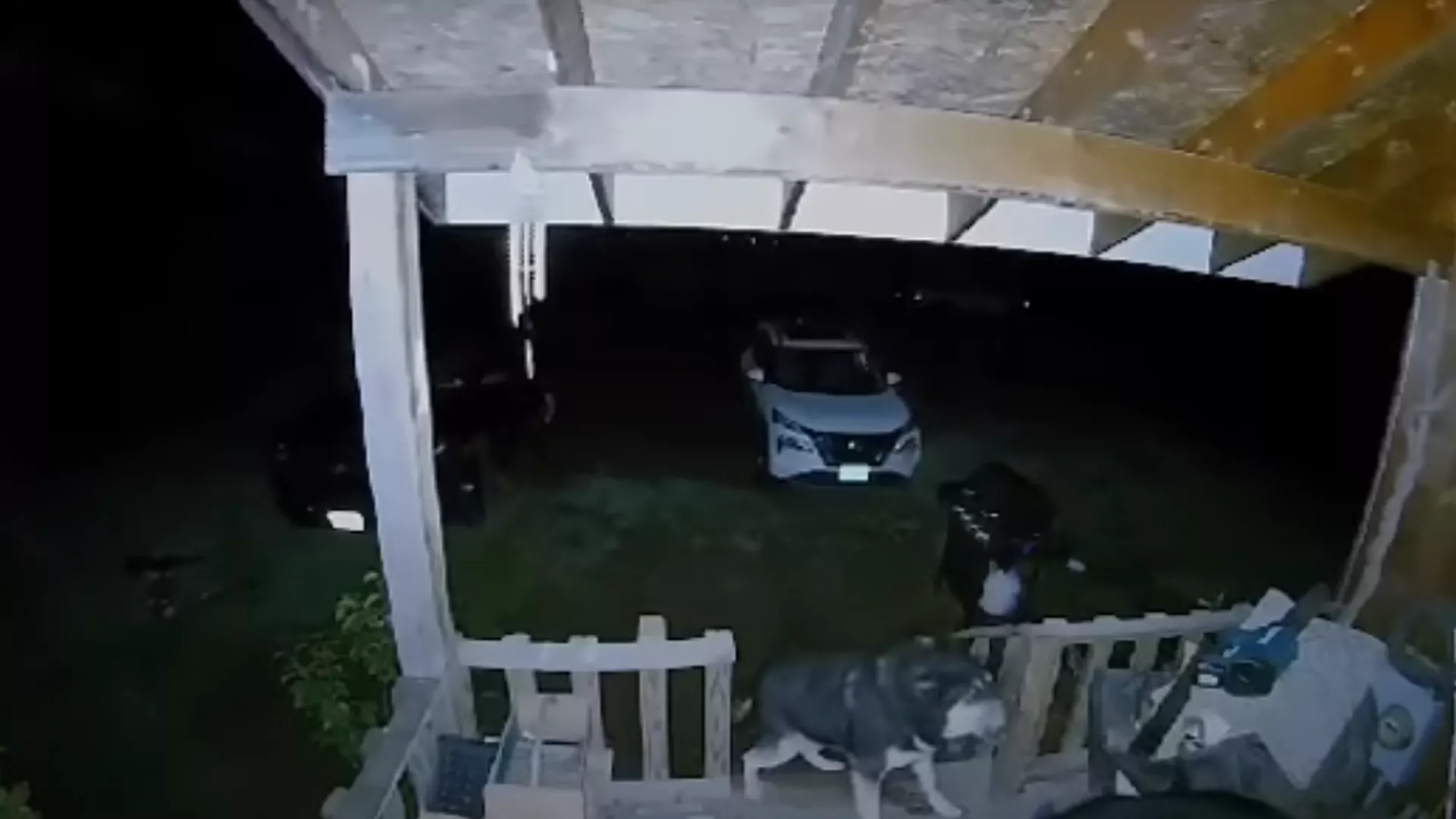 Corazón de guerrero: un perro echa a un oso fuera de su porche 