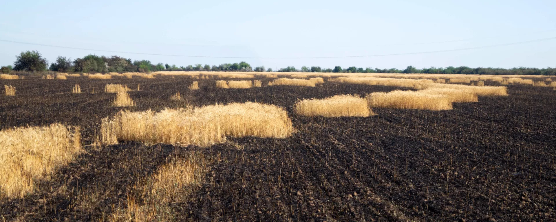 Campo, quemado en la región de Jersón Campo, quemado en la región de Jersón - Sputnik Mundo, 1920, 18.07.2022